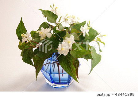 珍しい八重ドクダミの花瓶差し 珍しい八重ドクダミの花瓶差し 48441899