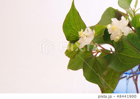 珍しい八重ドクダミの花瓶差し 珍しい八重ドクダミの花瓶差し 48441900