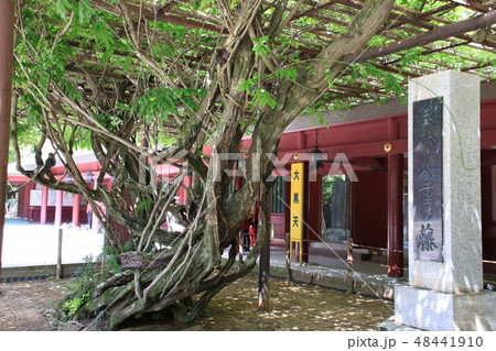 茨城県笠間稲荷神社八重の藤の大木 48441910