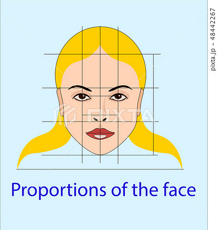Vector face with lines showing facial proportions Vector face with lines showing facial proportions 48442267