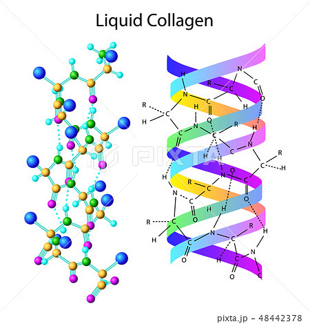 Vector illustration with liqid collagen formula  48442378