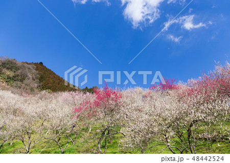 木下沢梅林 48442524