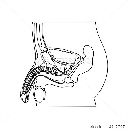 Education Chart Biology Male Reproductive System Education Chart Biology Male Reproductive System 48442707