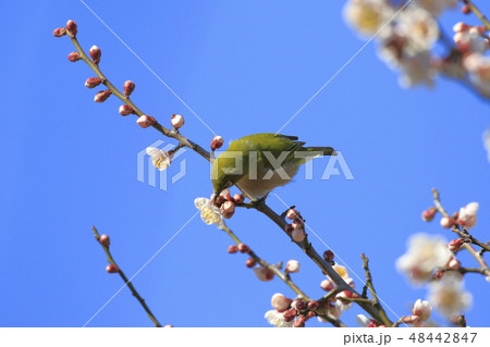ピンク色の梅の花とメジロ 　　　   　 48442847