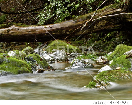 清流を訪ねて 清流を訪ねて 48442925