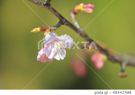 河津桜のクローズアップ 河津桜のクローズアップ 48442986