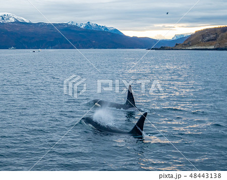 野生のシャチ（ノルウェー・トロムソにて） 48443138