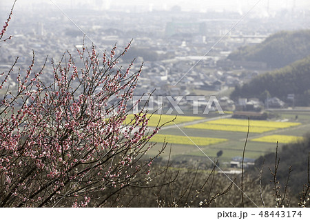 紅梅と菜の花畑 紅梅と菜の花畑 48443174