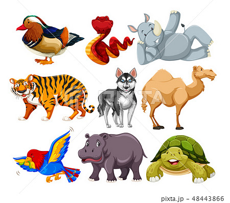 Set of different animal character 48443866