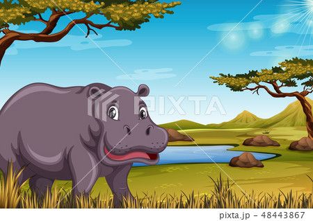 Hippopotamus in the savanna scene 48443867