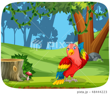 Cute parrot in nature scene 48444223