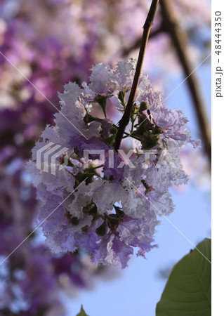 Beautiful flower Queens Crape-Myrtle Flower. 48444350