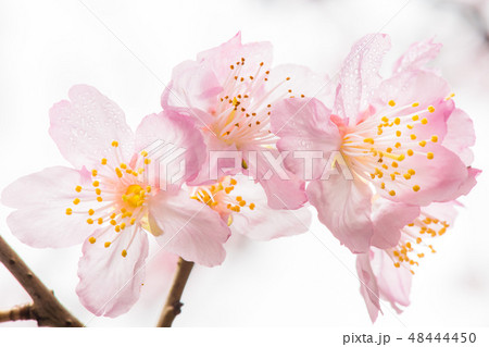 咲くピンクの桜 ,ボケ背景 春 48444450
