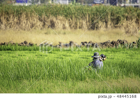 Men use the lawn mower cut grass with height. Men use the lawn mower cut grass with height. 48445168