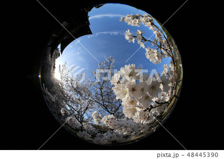 魚眼桜 魚眼桜 48445390
