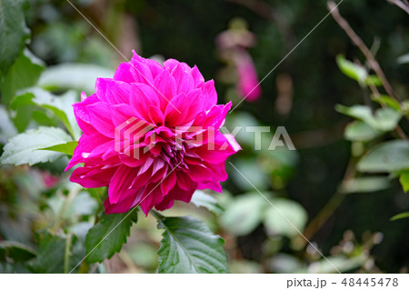 ダリアの花 ダリアの花 48445478