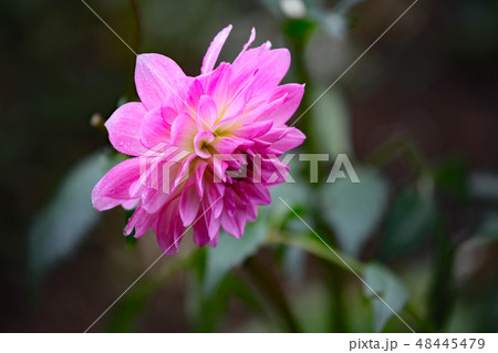 ダリアの花 ダリアの花 48445479