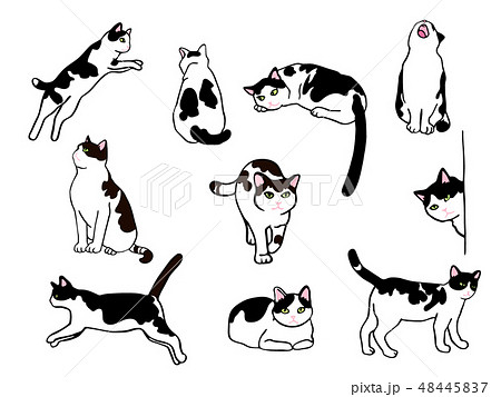 無料ダウンロード猫 横向き イラスト 花の画像