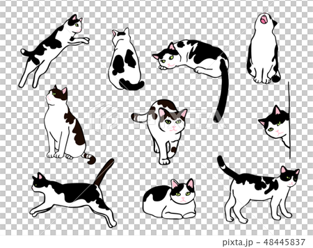 猫のイラストセットのイラスト素材 [48445837] - PIXTA