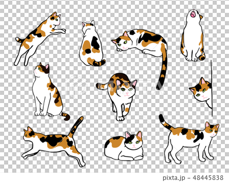 猫のイラストセット 48445838
