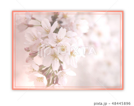 桜　和柄　和風　さくら　サクラ　和模様　花　花びら　春 48445896