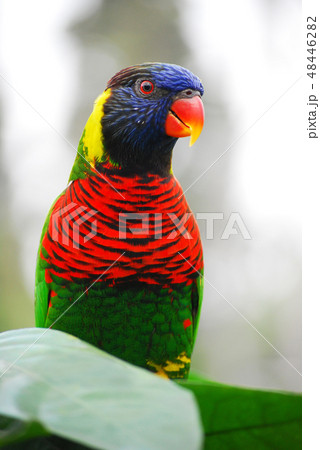 Rainbow Lorikeet, Jurong Bird Park, Singapore 48446282