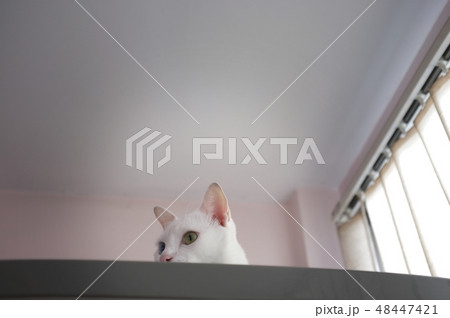 写真素材: Cat curiously peeking out