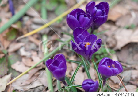 紫色のクロッカスの花 紫色のクロッカスの花 48447448