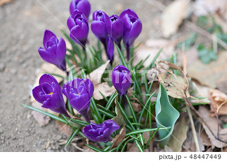 紫色のクロッカスの花 紫色のクロッカスの花 48447449