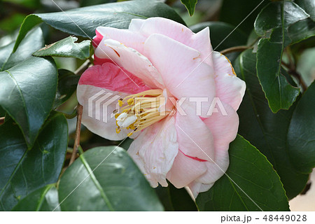 ツバキ（通鳥） 48449028