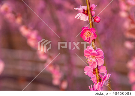 枝垂れ梅 アップ 紅梅 枝垂れ梅 アップ 紅梅 48450083