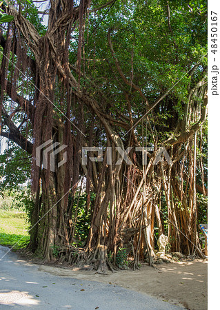 2019年2月 備瀬のフクギ並木　本部町 48450167