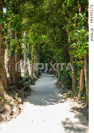 2019年2月 備瀬のフクギ並木 本部町 2019年2月 備瀬のフクギ並木 本部町 48450173