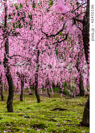 城南宮　梅　京都 48450196