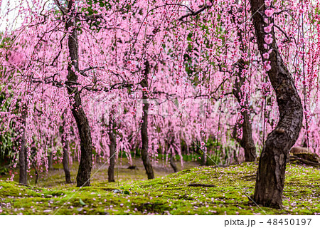 城南宮 梅 京都 城南宮 梅 京都 48450197