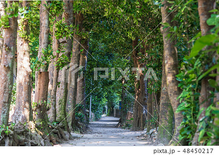 2019年2月 備瀬のフクギ並木　本部町 48450217