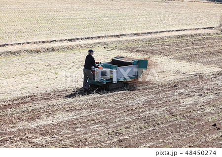 田んぼの冬作業 馬糞堆肥の散布風景の写真素材