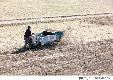 田んぼの冬作業,馬糞堆肥の散布風景 48450275