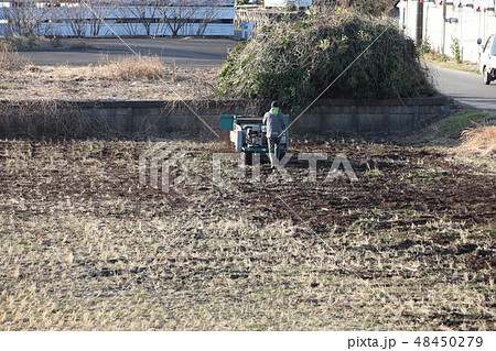 田んぼの冬作業,馬糞堆肥の散布風景 48450279