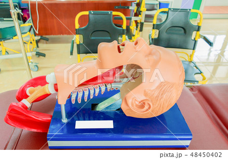head dummy  in training cpr medical  48450402