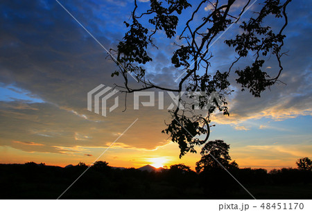 sunset in sky beautiful silhouette tree sunset in sky beautiful silhouette tree 48451170