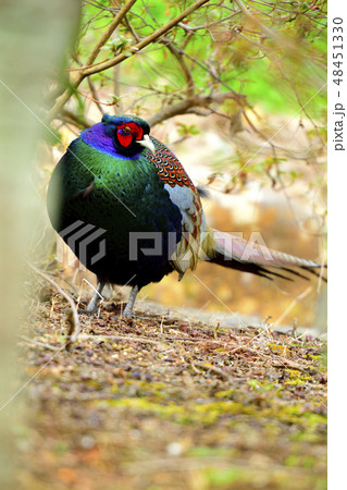伊豆の庭に舞い降りた美しく光り輝くオスのニホンキジ 48451330
