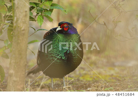 伊豆の庭で一休みする美しいオスのキジ 48451684