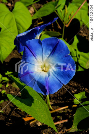 朝顔 ヘブンリーブルーの写真素材