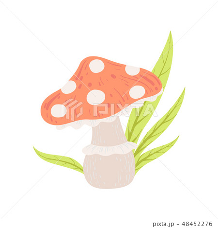 Amanita Muscaria Forest Mushroom Fly Agaric のイラスト素材