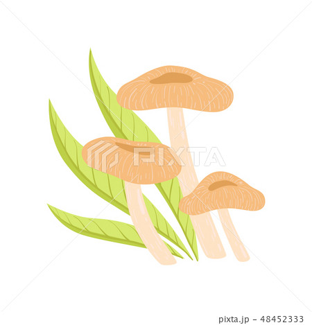 Forest Edible Coral Milky Cap Mushrooms, Wild Organic Product Vector Illustration 48452333