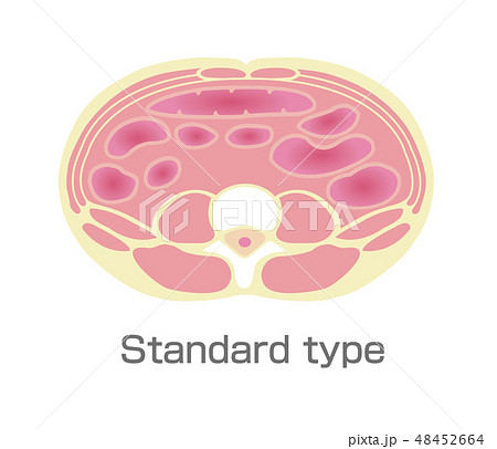 腹部断面図イラスト(英語）/ 標準的な体型 48452664