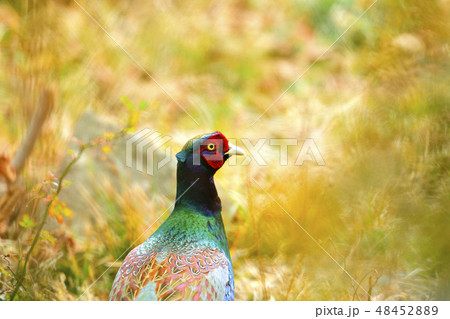 艶やかな美しいキジの顔 艶やかな美しいキジの顔 48452889