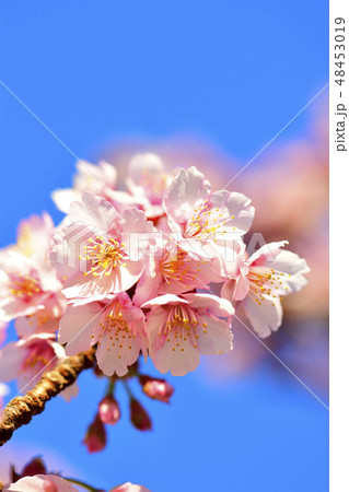 快晴の青空に映える満開のピンクの桜の花々 48453019