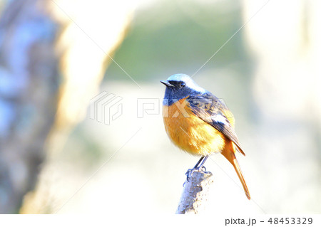 伊豆の庭の木に飛んできた可愛いジョウビタキ 伊豆の庭の木に飛んできた可愛いジョウビタキ 48453329
